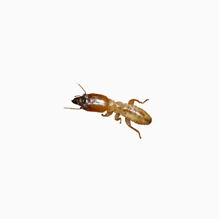 滅白蟻防治