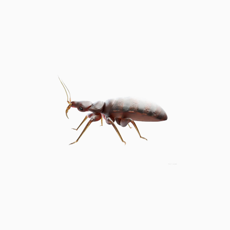 滅臭蟲(chóng)防治