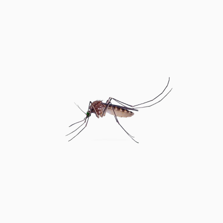 滅蚊蟲(chóng)防治 